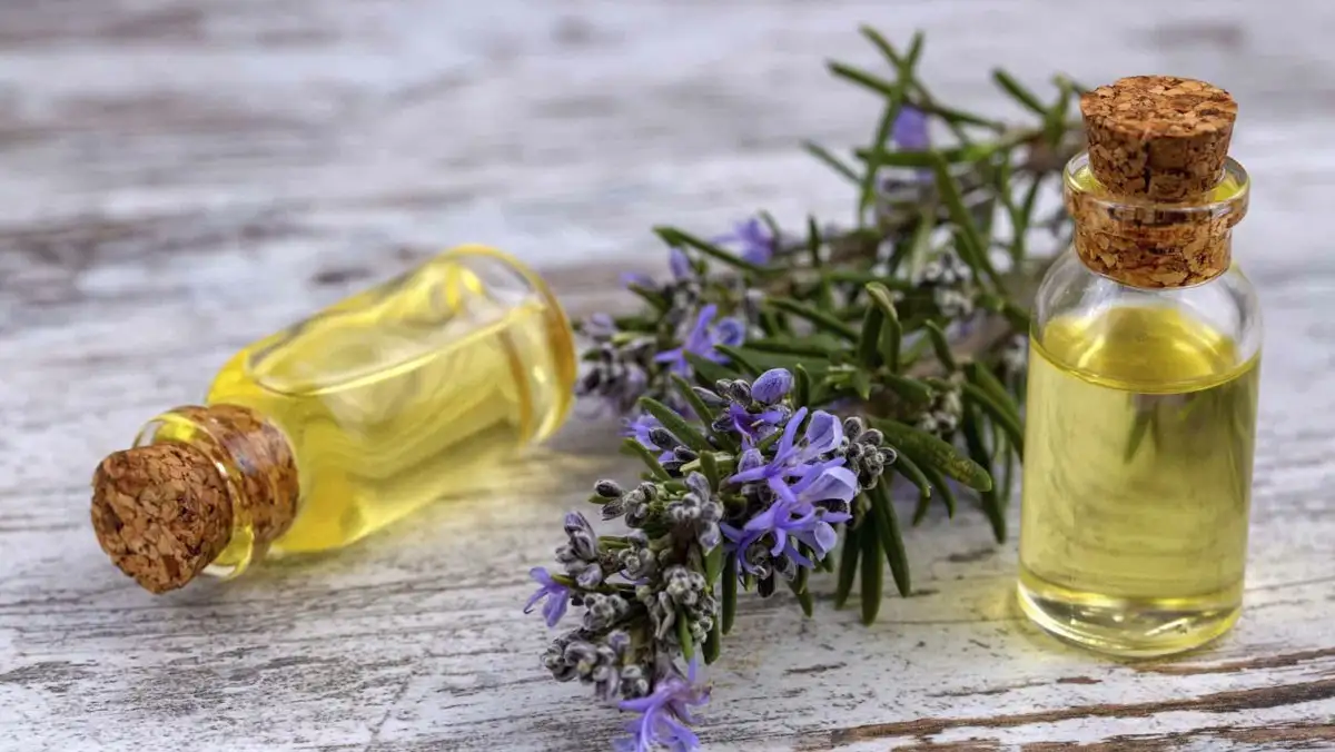Chậu Hương Thảo Rủ – Lá Thơm Dịu Mát, Dáng Rủ Mềm Mại, Vừa Làm Cảnh Vừa Làm Gia Vị - Ảnh 3