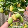 Cây Chanh Assam Ấn Độ – Giống Chanh Lá Thơm Nổi Tiếng, Trái To, Tinh Dầu Đậm, Dùng Làm Gia Vị Và Đồ Uống