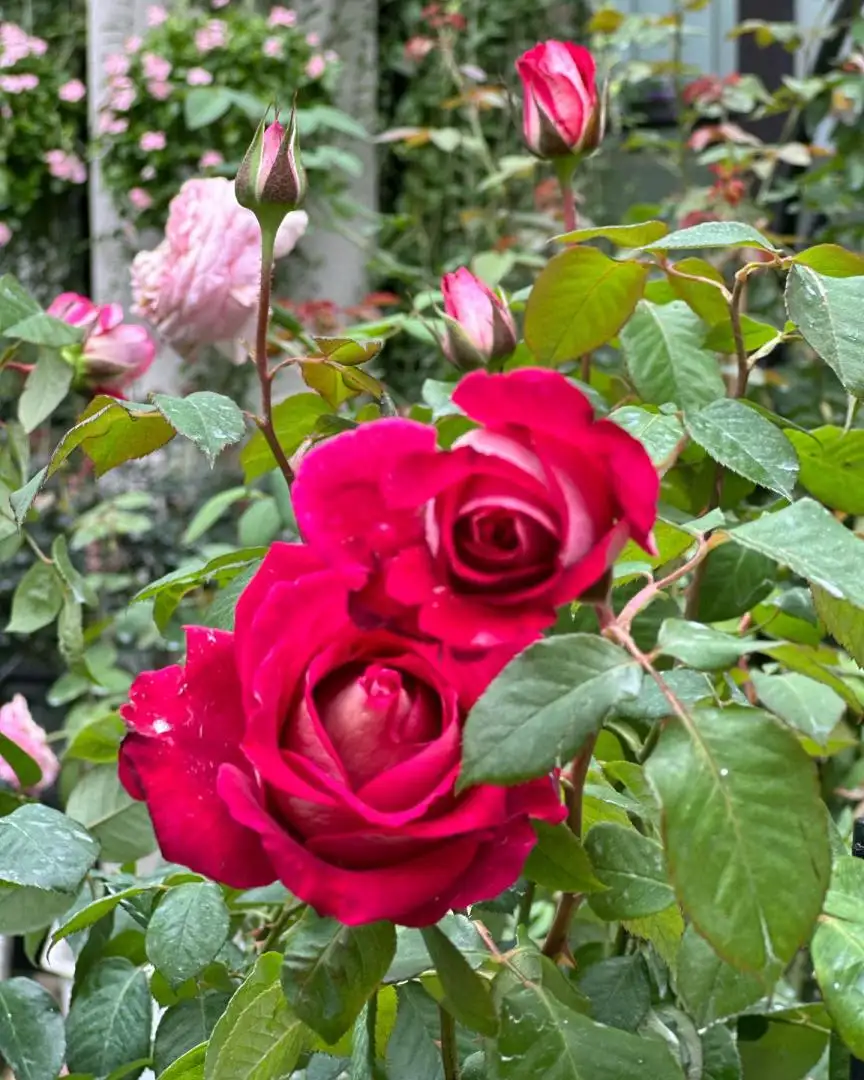 Hoa Hồng Bellucci Monica Rose – Hồng Ngoại Màu Hồng Sen Rực Rỡ, Hương Thơm Mạnh, Form Hoa Cổ Điển Sang Trọng - Ảnh 2