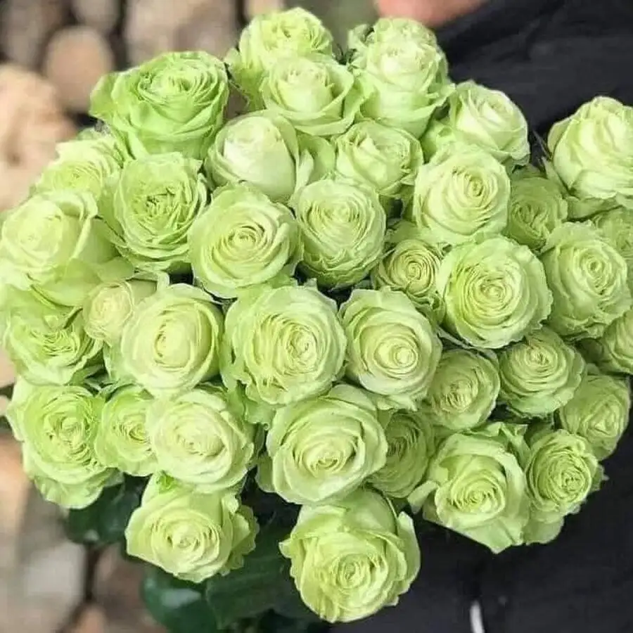 Hoa Hồng Xanh Green Romantica Rose – Sắc Xanh Kem Độc Lạ, Form Hoa Cổ Điển Kiểu Pháp, Vẻ Đẹp Thanh Lịch Và Hiếm Gặp - Ảnh 5