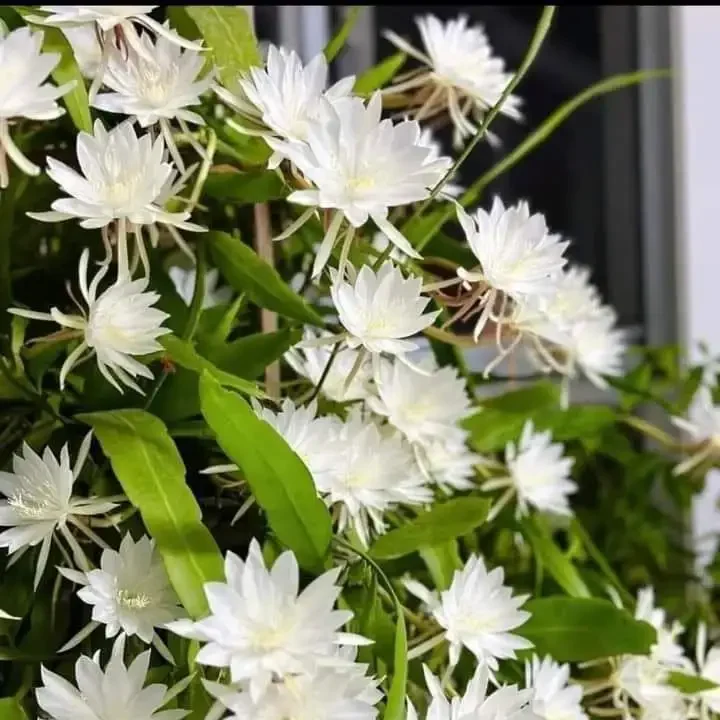 Chậu Quỳnh Thái Trắng – Hoa Trắng Tinh Khôi, Nở Sai Hoa, Dễ Trồng Và Rất Được Yêu Thích