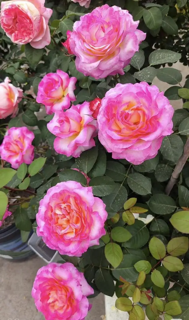 Hoa Hồng Gorgeous Rose – Hồng Ngoại Đa Sắc Hồng Cam Vàng Rực Rỡ, Form Hoa Sang Trọng, Cực Kỳ Nổi Bật Trong Sân Vườn - Ảnh 4