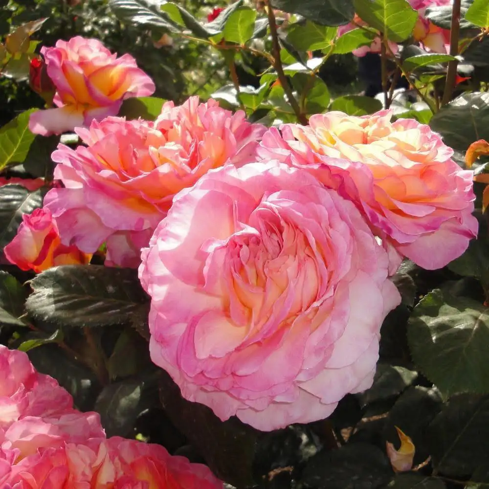 Hoa Hồng Gorgeous Rose – Hồng Ngoại Đa Sắc Hồng Cam Vàng Rực Rỡ, Form Hoa Sang Trọng, Cực Kỳ Nổi Bật Trong Sân Vườn - Ảnh 5