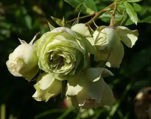 Hoa Hồng Xanh Green Romantica Rose – Sắc Xanh Kem Độc Lạ, Form Hoa Cổ Điển Kiểu Pháp, Vẻ Đẹp Thanh Lịch Và Hiếm Gặp - Ảnh 6