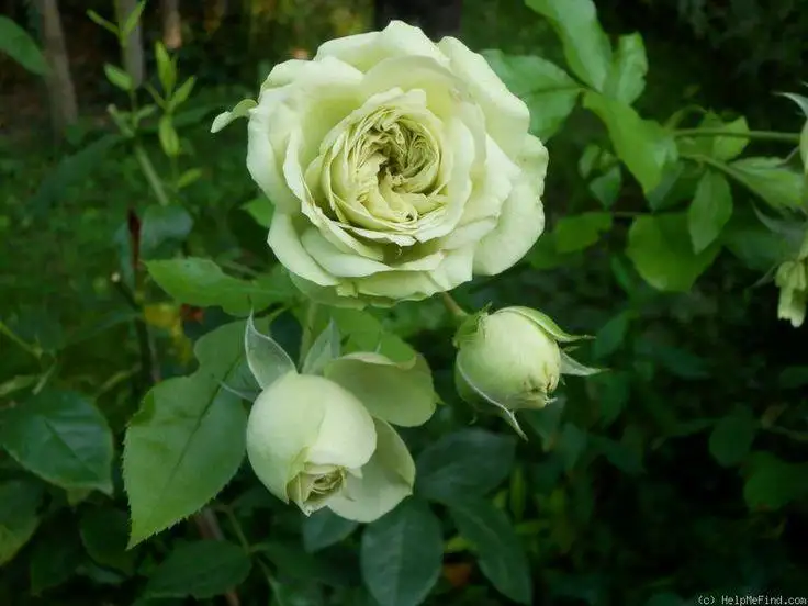 Hoa Hồng Xanh Green Romantica Rose – Sắc Xanh Kem Độc Lạ, Form Hoa Cổ Điển Kiểu Pháp, Vẻ Đẹp Thanh Lịch Và Hiếm Gặp - Ảnh 7