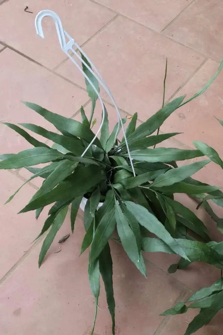 Chậu Quỳnh Thái Trắng – Hoa Trắng Tinh Khôi, Nở Sai Hoa, Dễ Trồng Và Rất Được Yêu Thích - Ảnh 2