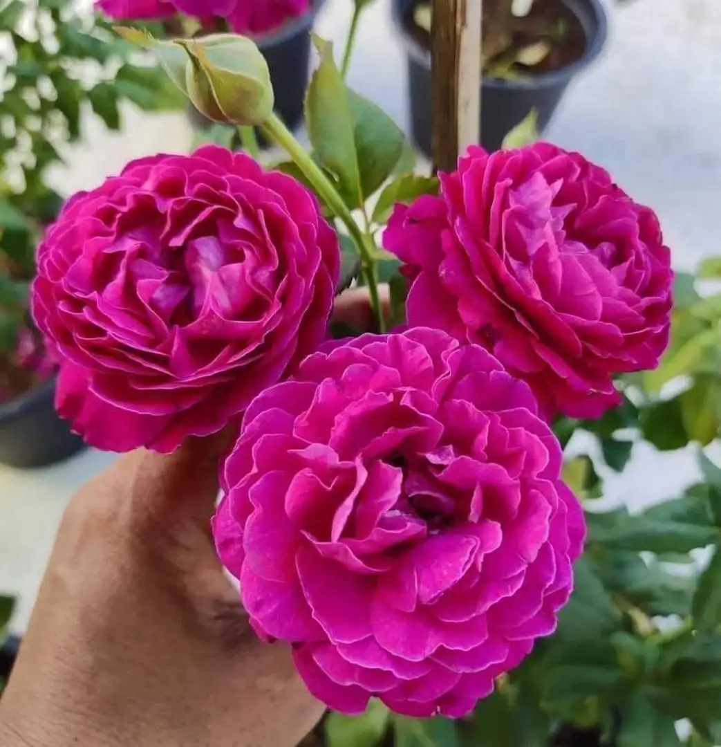 Hoa Hồng Scent Woman Rose – Hồng Ngoại Màu Hồng Tím Quyến Rũ, Hương Thơm Đậm Đà, Vẻ Đẹp Sang Trọng Đầy Nữ Tính