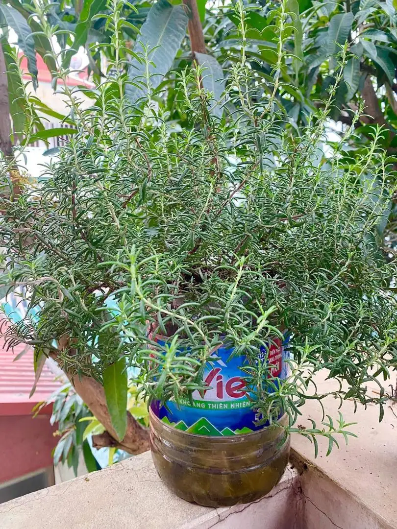 Chậu Hương Thảo Rủ – Lá Thơm Dịu Mát, Dáng Rủ Mềm Mại, Vừa Làm Cảnh Vừa Làm Gia Vị - Ảnh 6