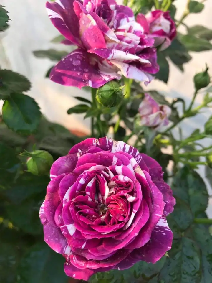 Hoa Hồng Bụi Lùn Scented Jewel Rose – Hồng Mini Màu Hồng Tím Quyến Rũ, Hương Thơm Đậm, Sai Hoa Quanh Năm - Ảnh 3