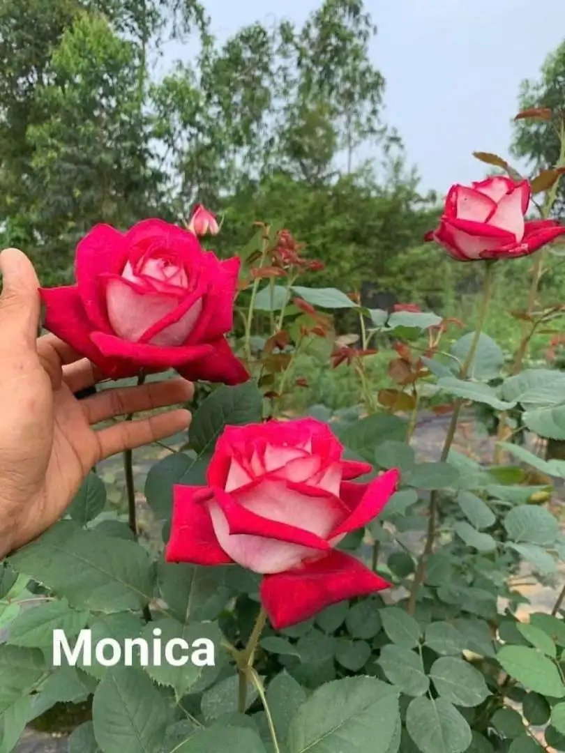 Hoa Hồng Bellucci Monica Rose – Hồng Ngoại Màu Hồng Sen Rực Rỡ, Hương Thơm Mạnh, Form Hoa Cổ Điển Sang Trọng - Ảnh 5