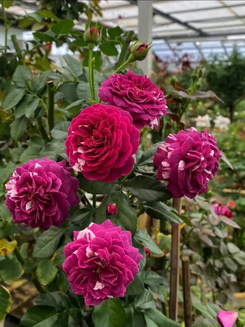 Hoa Hồng Bụi Lùn Scented Jewel Rose – Hồng Mini Màu Hồng Tím Quyến Rũ, Hương Thơm Đậm, Sai Hoa Quanh Năm - Ảnh 4