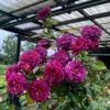 Hoa Hồng Bụi Lùn Scented Jewel Rose – Hồng Mini Màu Hồng Tím Quyến Rũ, Hương Thơm Đậm, Sai Hoa Quanh Năm