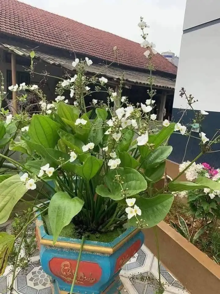Chậu Cây Bách Thủy Tiên – Lá Xanh Mướt Thanh Lịch, Dễ Chăm Sóc, Mang Đến Không Gian Tươi Mát - Ảnh 5
