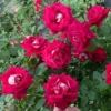 Hoa Hồng Bellucci Monica Rose – Hồng Ngoại Màu Hồng Sen Rực Rỡ, Hương Thơm Mạnh, Form Hoa Cổ Điển Sang Trọng