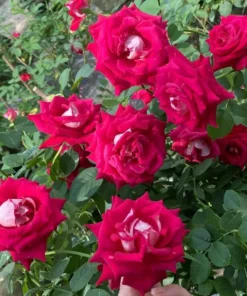 Hoa Hồng Bellucci Monica Rose – Hồng Ngoại Màu Hồng Sen Rực Rỡ, Hương Thơm Mạnh, Form Hoa Cổ Điển Sang Trọng