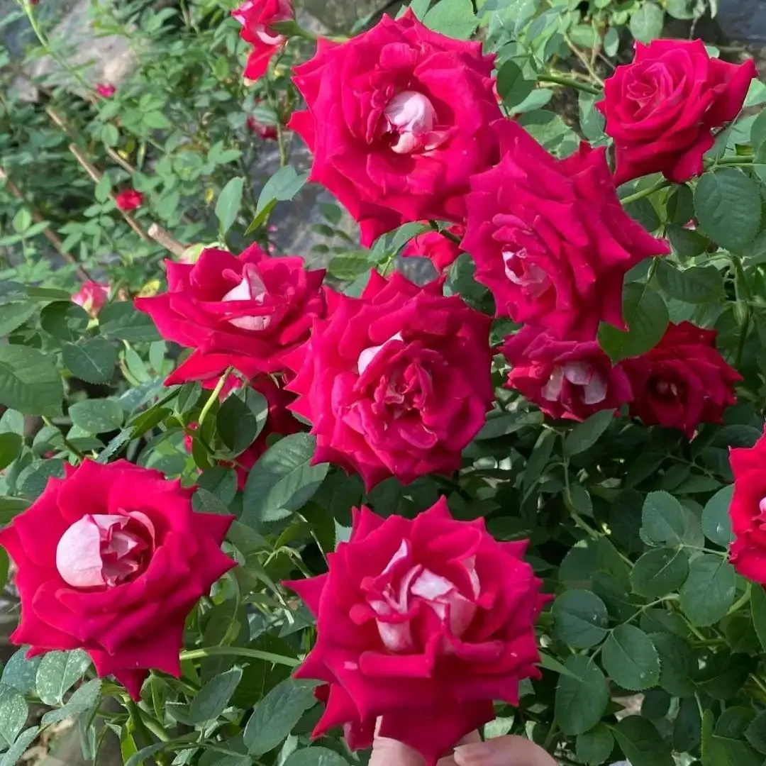 Hoa Hồng Bellucci Monica Rose – Hồng Ngoại Màu Hồng Sen Rực Rỡ, Hương Thơm Mạnh, Form Hoa Cổ Điển Sang Trọng