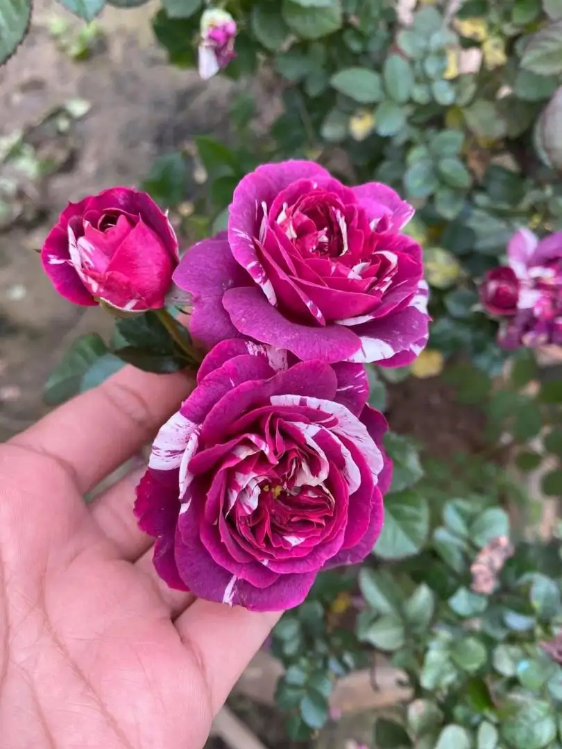 Hoa Hồng Bụi Lùn Scented Jewel Rose – Hồng Mini Màu Hồng Tím Quyến Rũ, Hương Thơm Đậm, Sai Hoa Quanh Năm - Ảnh 7