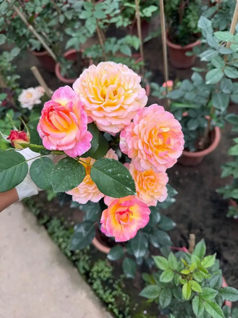 Hoa Hồng Gorgeous Rose – Hồng Ngoại Đa Sắc Hồng Cam Vàng Rực Rỡ, Form Hoa Sang Trọng, Cực Kỳ Nổi Bật Trong Sân Vườn - Ảnh 6