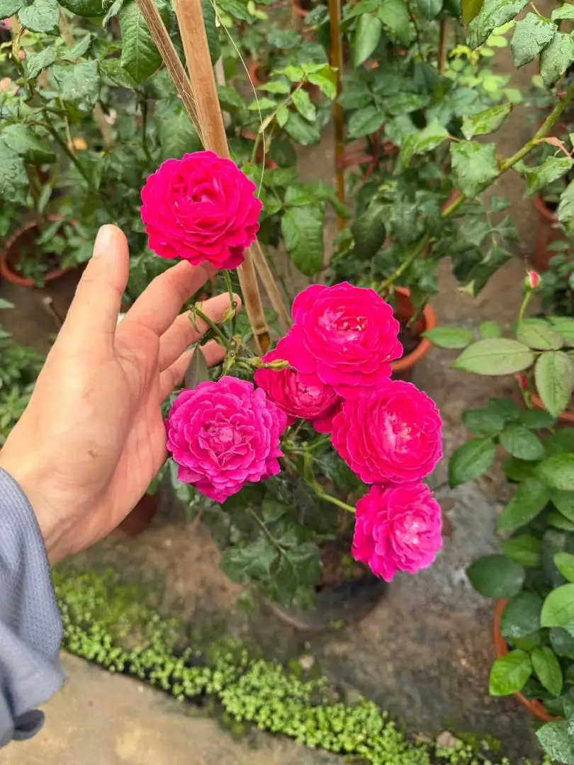 Hoa Hồng Scent Woman Rose – Hồng Ngoại Màu Hồng Tím Quyến Rũ, Hương Thơm Đậm Đà, Vẻ Đẹp Sang Trọng Đầy Nữ Tính - Ảnh 8