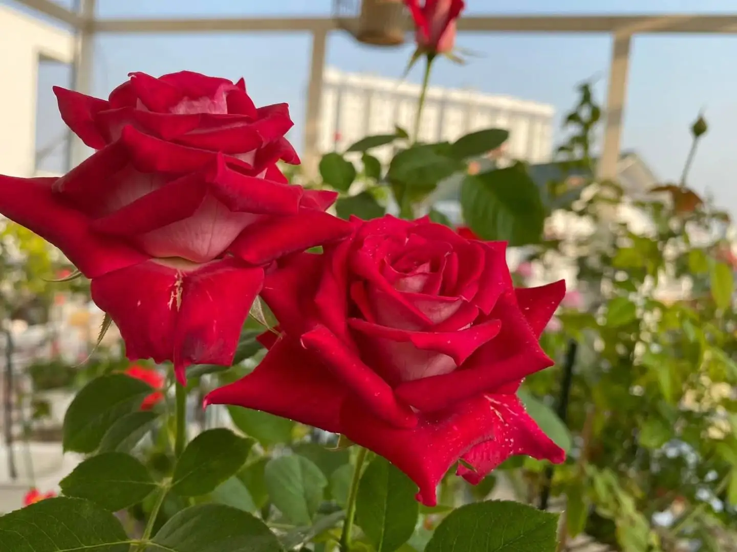 Hoa Hồng Bellucci Monica Rose – Hồng Ngoại Màu Hồng Sen Rực Rỡ, Hương Thơm Mạnh, Form Hoa Cổ Điển Sang Trọng - Ảnh 8