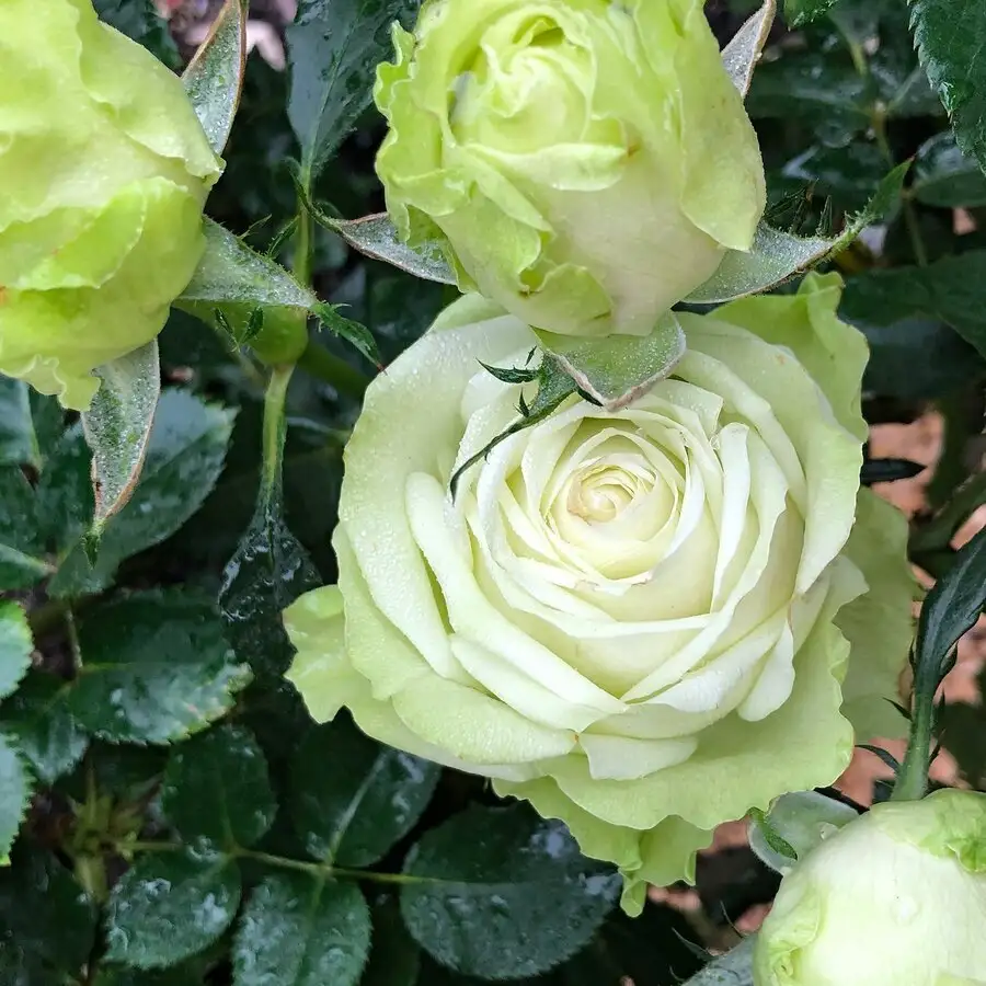 Hoa Hồng Xanh Green Romantica Rose – Sắc Xanh Kem Độc Lạ, Form Hoa Cổ Điển Kiểu Pháp, Vẻ Đẹp Thanh Lịch Và Hiếm Gặp - Ảnh 4