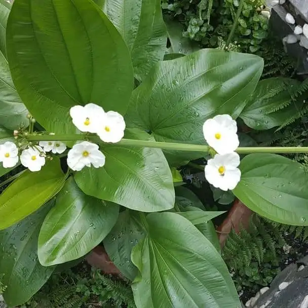 Chậu Cây Bách Thủy Tiên – Lá Xanh Mướt Thanh Lịch, Dễ Chăm Sóc, Mang Đến Không Gian Tươi Mát - Ảnh 8