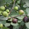 Cây Sung Mỹ (Ficus Carica) – Giống Cây Ăn Quả Cao Cấp, Sai Trái Quanh Năm, Quả Ngọt Mật Và Giàu Dinh Dưỡng
