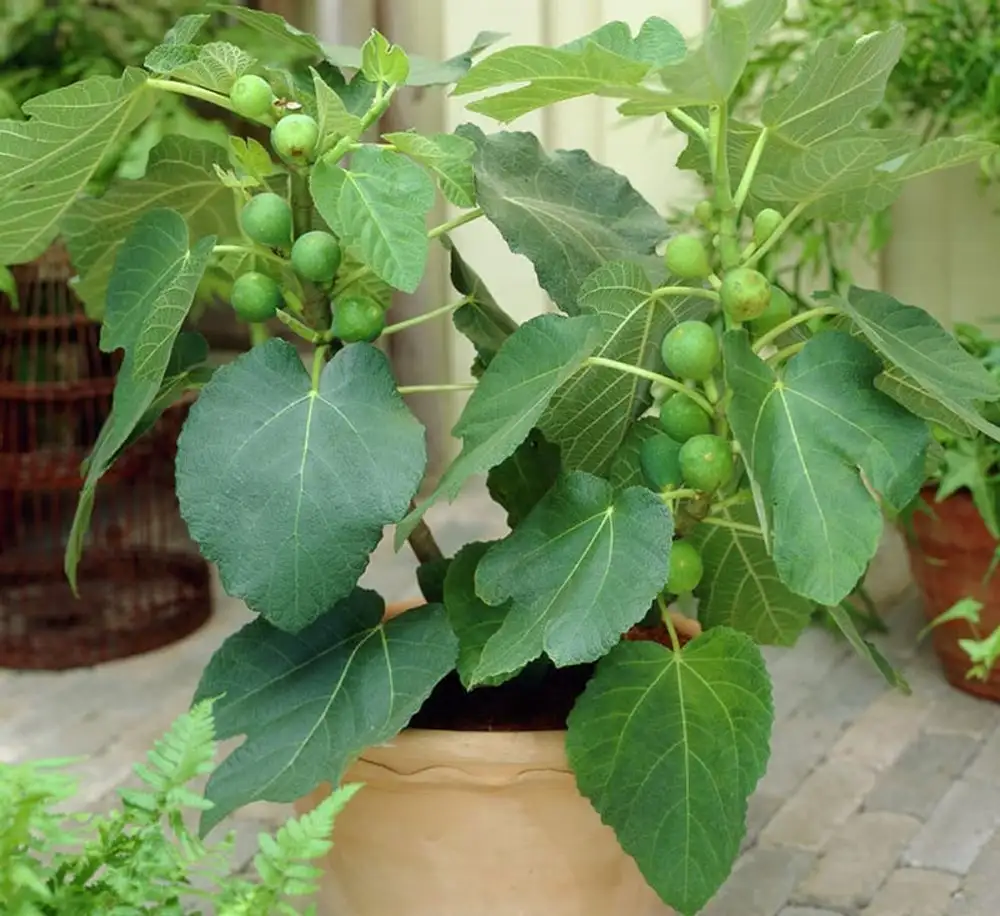 Cây Sung Mỹ (Ficus Carica) – Giống Cây Ăn Quả Cao Cấp, Sai Trái Quanh Năm, Quả Ngọt Mật Và Giàu Dinh Dưỡng - Ảnh 6