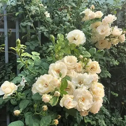 Hoa Hồng Leo Trắng Guardian Angel Rose – Sắc Trắng Thiên Thần Tinh Khôi, Hoa Sai Chùm, Leo Khỏe Và Rất Thanh Lịch