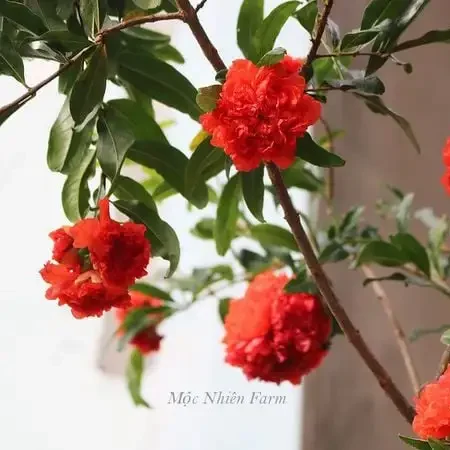 Cây Lựu Hạnh (Lựu Hoa Kép) – Hoa Đỏ Rực Rỡ Quanh Năm, Dáng Cây Đẹp, Mang Ý Nghĩa May Mắn Và Tài Lộc