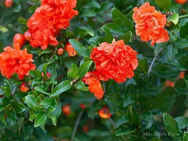 Cây Lựu Hạnh (Lựu Hoa Kép) – Hoa Đỏ Rực Rỡ Quanh Năm, Dáng Cây Đẹp, Mang Ý Nghĩa May Mắn Và Tài Lộc - Ảnh 7