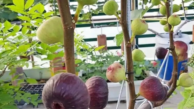Cây Sung Mỹ (Ficus Carica) – Giống Cây Ăn Quả Cao Cấp, Sai Trái Quanh Năm, Quả Ngọt Mật Và Giàu Dinh Dưỡng - Ảnh 8