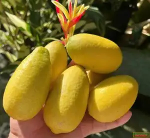 Cây Chanh Assam Ấn Độ – Giống Chanh Lá Thơm Nổi Tiếng, Trái To, Tinh Dầu Đậm, Dùng Làm Gia Vị Và Đồ Uống - Ảnh 7