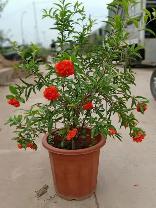 Cây Lựu Hạnh (Lựu Hoa Kép) – Hoa Đỏ Rực Rỡ Quanh Năm, Dáng Cây Đẹp, Mang Ý Nghĩa May Mắn Và Tài Lộc - Ảnh 11