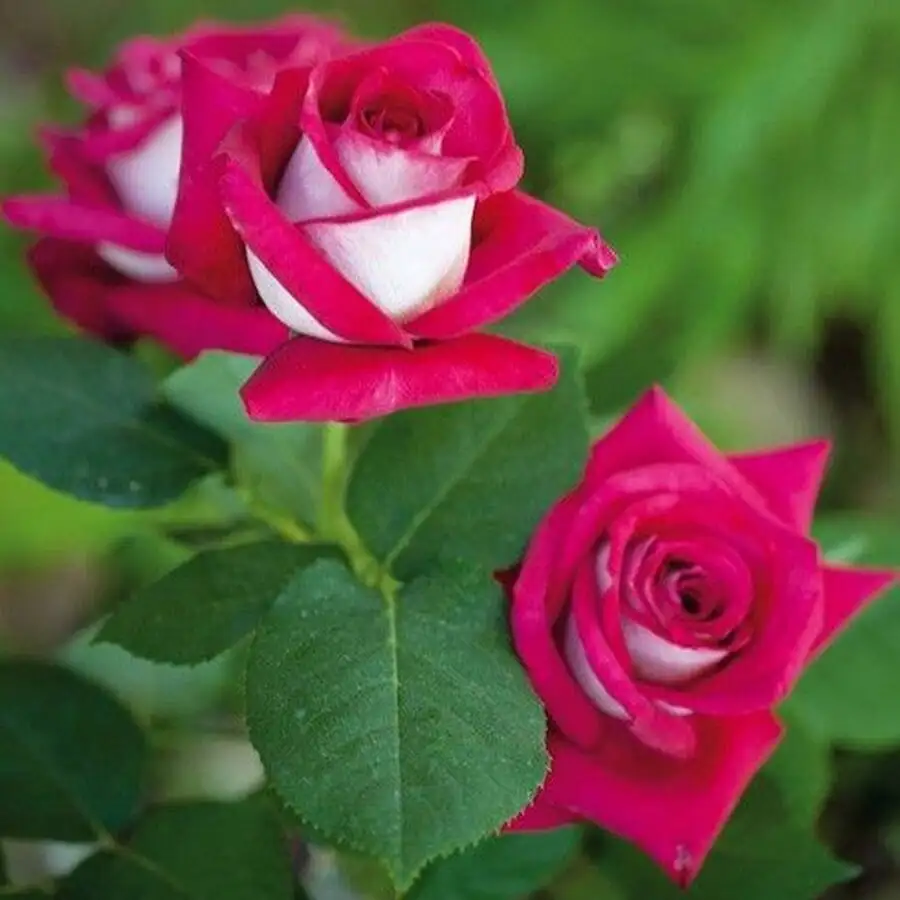Hoa Hồng Bellucci Monica Rose – Hồng Ngoại Màu Hồng Sen Rực Rỡ, Hương Thơm Mạnh, Form Hoa Cổ Điển Sang Trọng - Ảnh 10