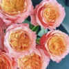 Hoa Hồng Victoria Secret Rose – Hồng Ngoại Màu Hồng Phấn Ngọt Ngào, Form Hoa Cúp Sang Trọng, Hương Thơm Quyến Rũ