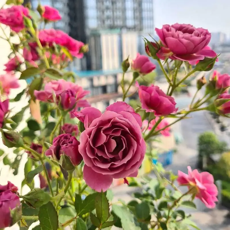 Hoa Hồng Nhật Aoi Rose – Sắc Tím Khói Cafe Cổ Điển, Hương Thơm Quyến Rũ, Tuyệt Tác Hoa Hồng Nhật Bản