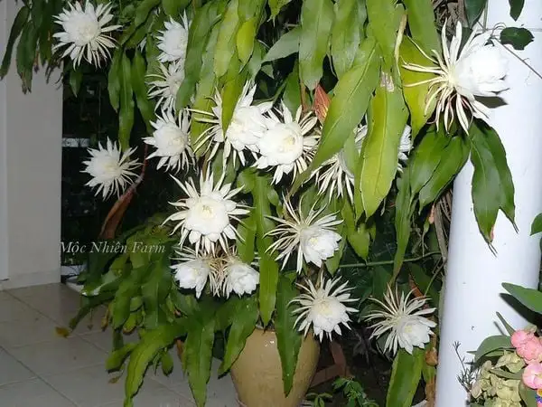 Chậu Quỳnh Thái Trắng – Hoa Trắng Tinh Khôi, Nở Sai Hoa, Dễ Trồng Và Rất Được Yêu Thích - Ảnh 9