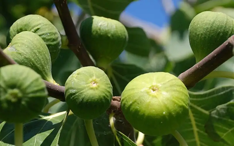 Cây Sung Mỹ (Ficus Carica) – Giống Cây Ăn Quả Cao Cấp, Sai Trái Quanh Năm, Quả Ngọt Mật Và Giàu Dinh Dưỡng - Ảnh 9