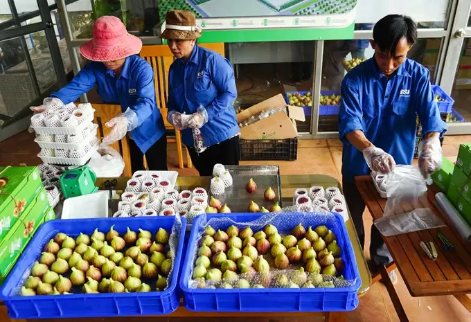Cây Sung Mỹ (Ficus Carica) – Giống Cây Ăn Quả Cao Cấp, Sai Trái Quanh Năm, Quả Ngọt Mật Và Giàu Dinh Dưỡng - Ảnh 10