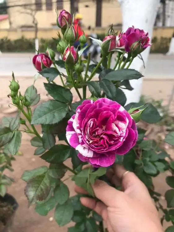 Hoa Hồng Bụi Lùn Scented Jewel Rose – Hồng Mini Màu Hồng Tím Quyến Rũ, Hương Thơm Đậm, Sai Hoa Quanh Năm - Ảnh 8