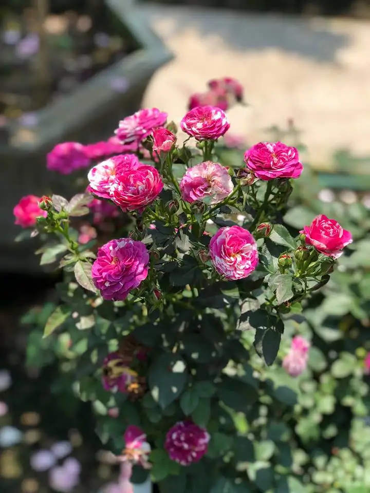 Hoa Hồng Bụi Lùn Scented Jewel Rose – Hồng Mini Màu Hồng Tím Quyến Rũ, Hương Thơm Đậm, Sai Hoa Quanh Năm - Ảnh 9
