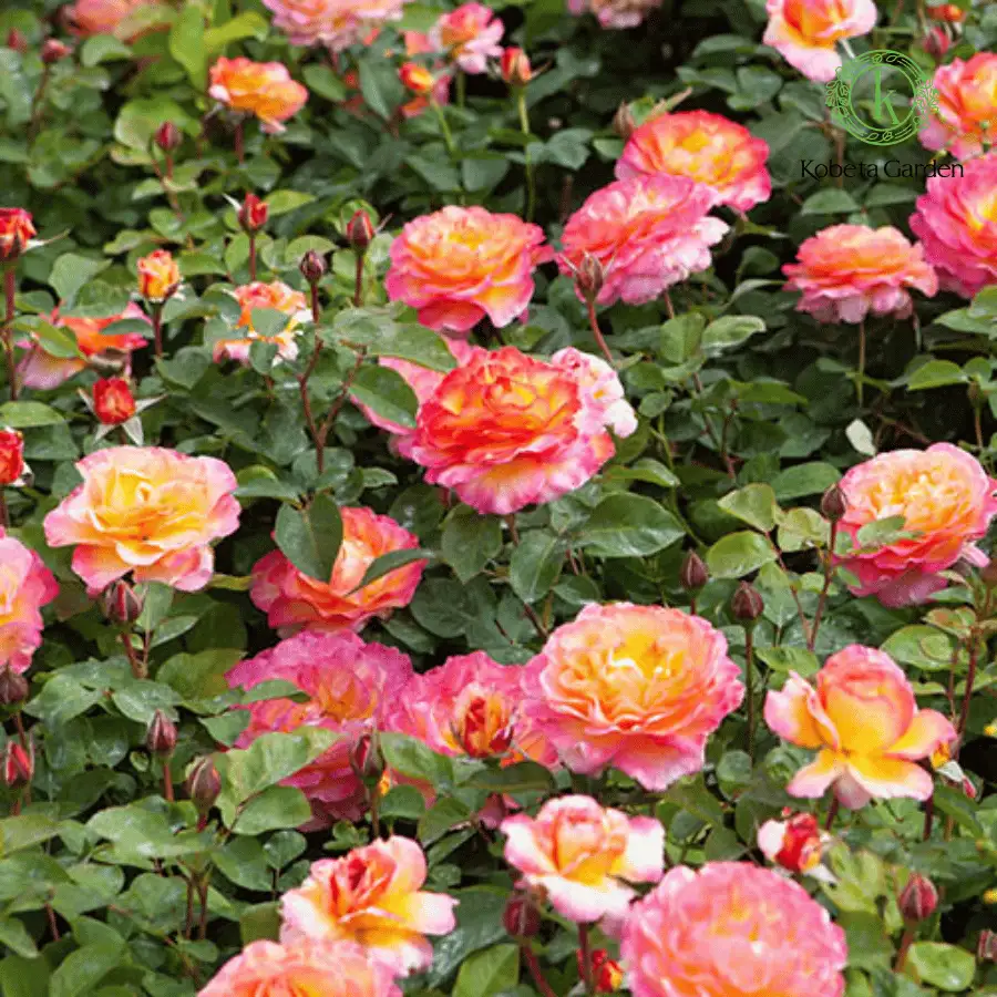 Hoa Hồng Gorgeous Rose – Hồng Ngoại Đa Sắc Hồng Cam Vàng Rực Rỡ, Form Hoa Sang Trọng, Cực Kỳ Nổi Bật Trong Sân Vườn