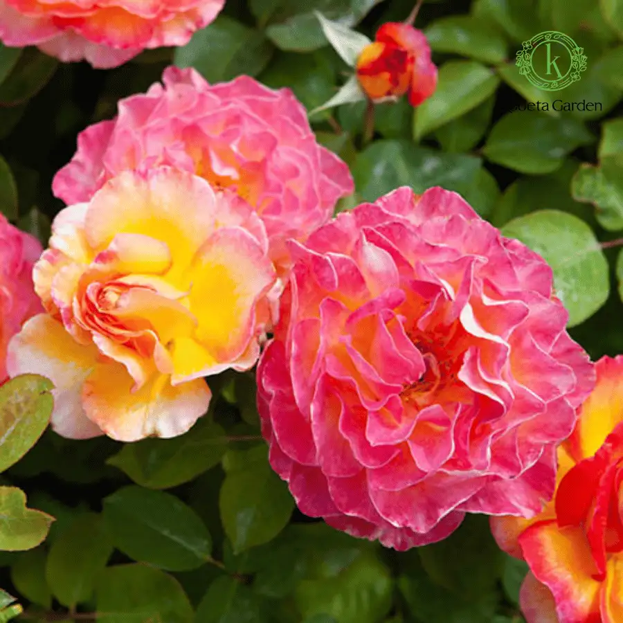 Hoa Hồng Gorgeous Rose – Hồng Ngoại Đa Sắc Hồng Cam Vàng Rực Rỡ, Form Hoa Sang Trọng, Cực Kỳ Nổi Bật Trong Sân Vườn - Ảnh 9