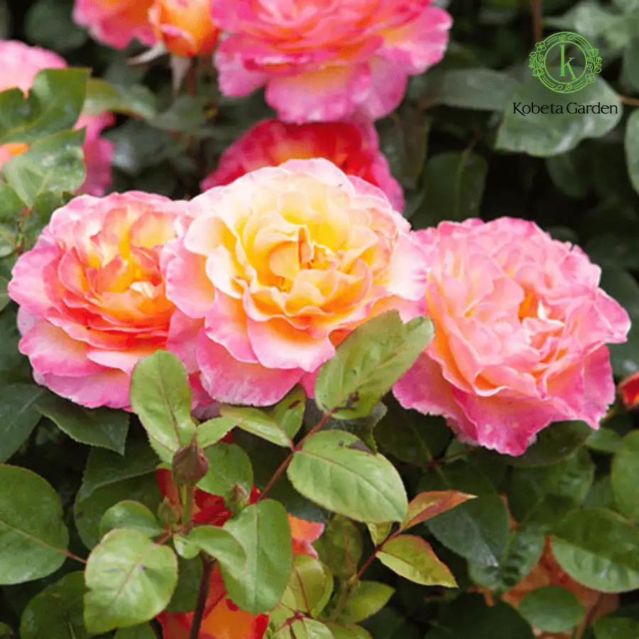 Hoa Hồng Gorgeous Rose – Hồng Ngoại Đa Sắc Hồng Cam Vàng Rực Rỡ, Form Hoa Sang Trọng, Cực Kỳ Nổi Bật Trong Sân Vườn - Ảnh 7