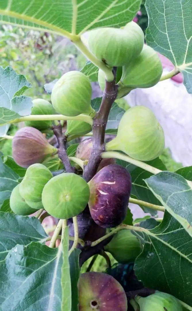 Cây Sung Mỹ (Ficus Carica) – Giống Cây Ăn Quả Cao Cấp, Sai Trái Quanh Năm, Quả Ngọt Mật Và Giàu Dinh Dưỡng - Ảnh 11