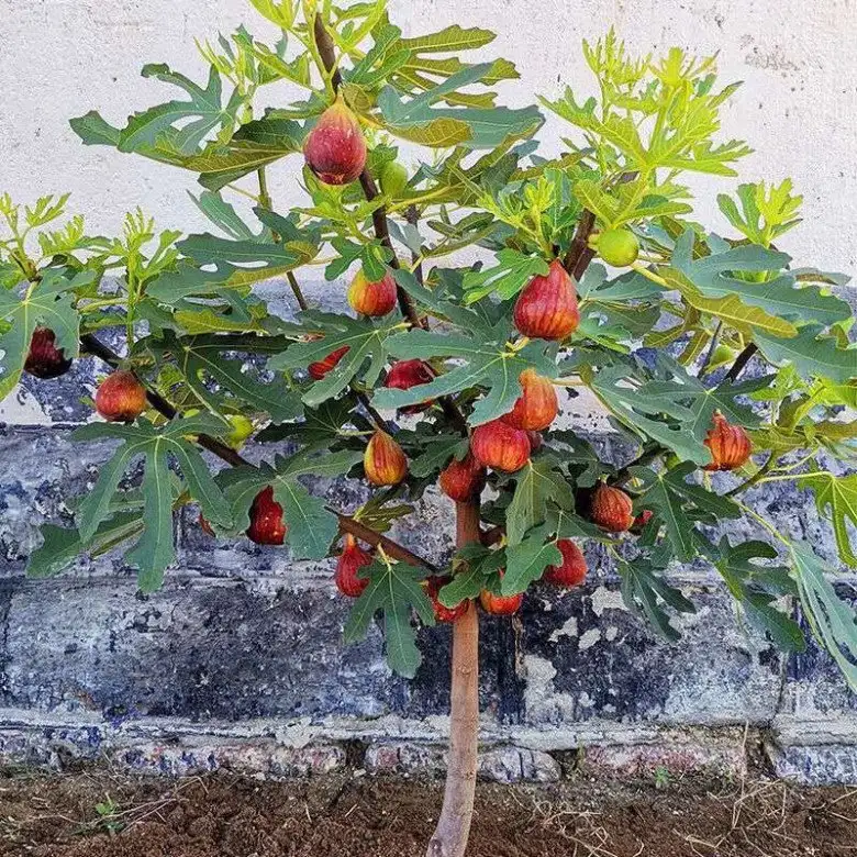 Cây Sung Mỹ (Ficus Carica) – Giống Cây Ăn Quả Cao Cấp, Sai Trái Quanh Năm, Quả Ngọt Mật Và Giàu Dinh Dưỡng - Ảnh 12