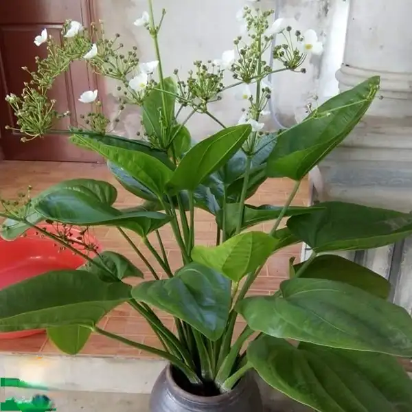 Chậu Cây Bách Thủy Tiên – Lá Xanh Mướt Thanh Lịch, Dễ Chăm Sóc, Mang Đến Không Gian Tươi Mát - Ảnh 11
