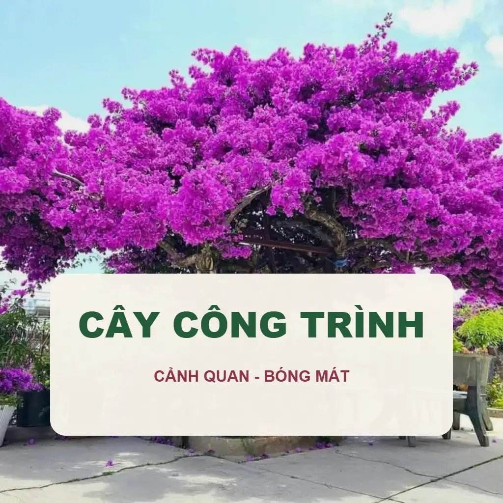 🌳 Cây Công Trình