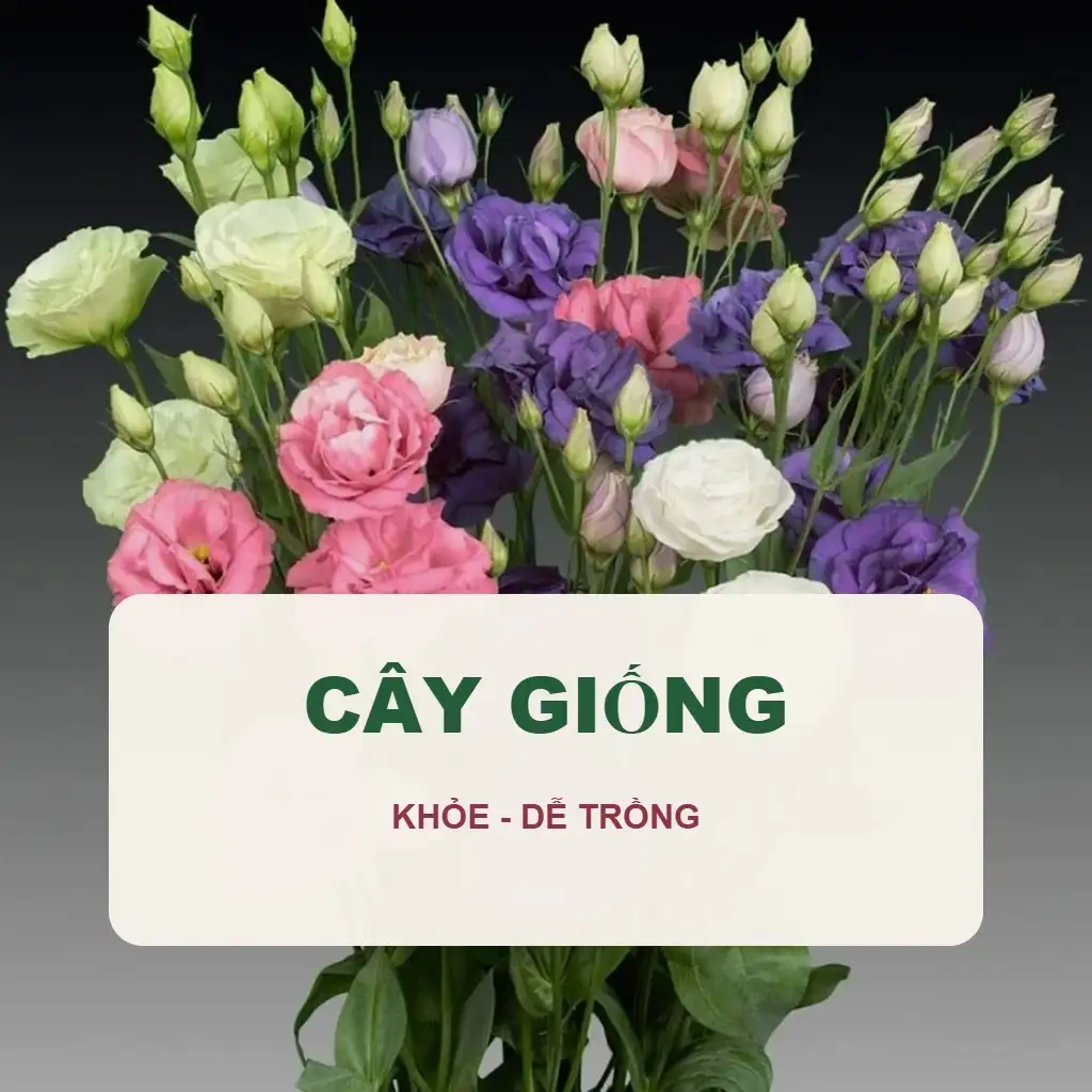 🌱 Cây Giống